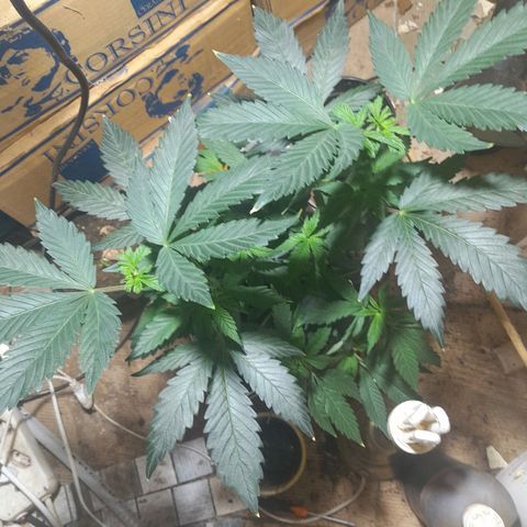Koelie Kush II gen growlog timeline photo