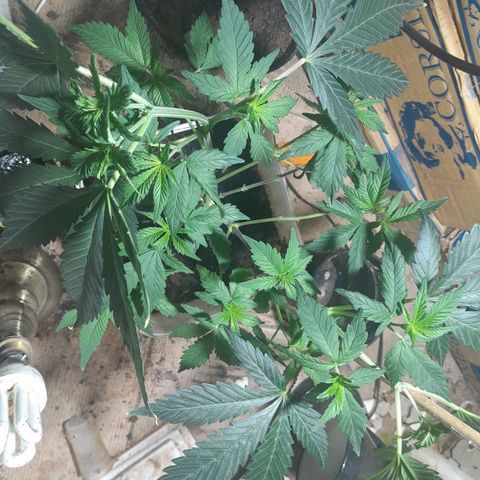 Koelie Kush II gen growlog timeline photo