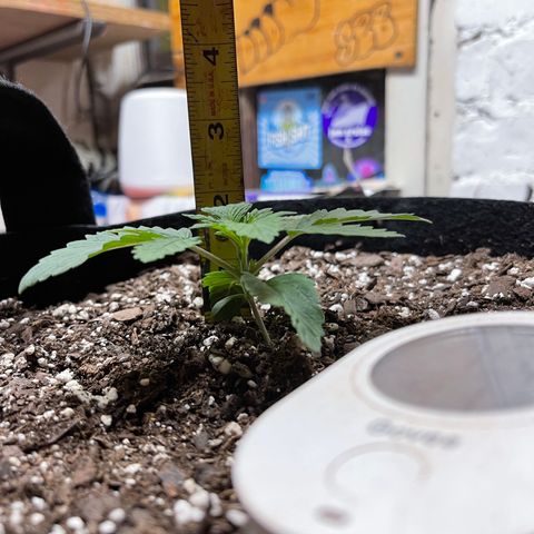 Gelato #33 growlog timeline photo