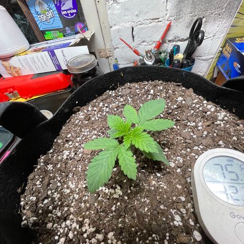 Gelato #33 growlog timeline photo