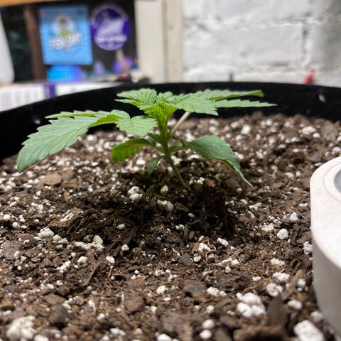 Gelato #33 growlog timeline photo