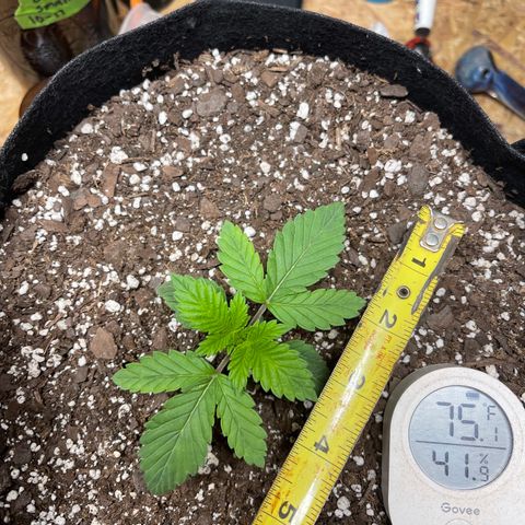 Gelato #33 growlog timeline photo