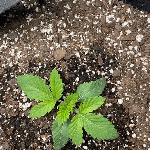 Gelato #33 growlog timeline photo