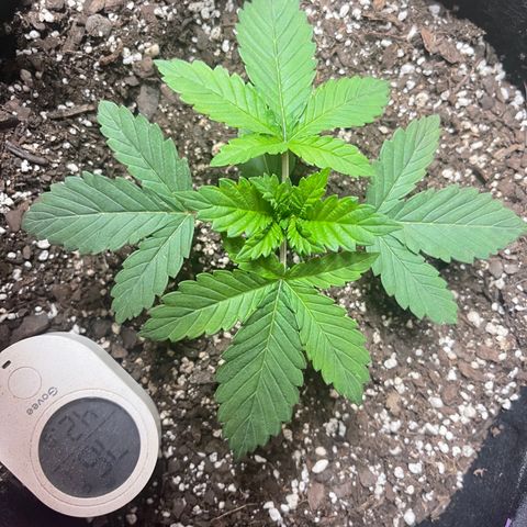 Gelato #33 growlog timeline photo