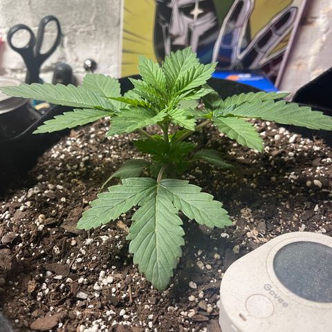 Gelato #33 growlog timeline photo