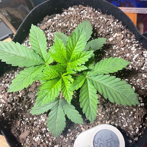 Gelato #33 growlog timeline photo