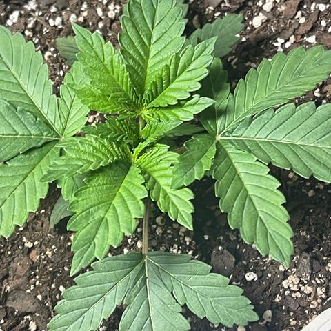Gelato #33 growlog timeline photo