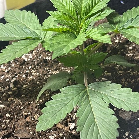 Gelato #33 growlog timeline photo