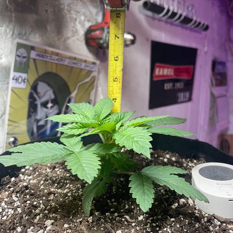 Gelato #33 growlog photo: amazing groth so far