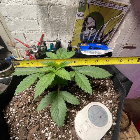 Gelato #33 growlog photo: amazing groth so far