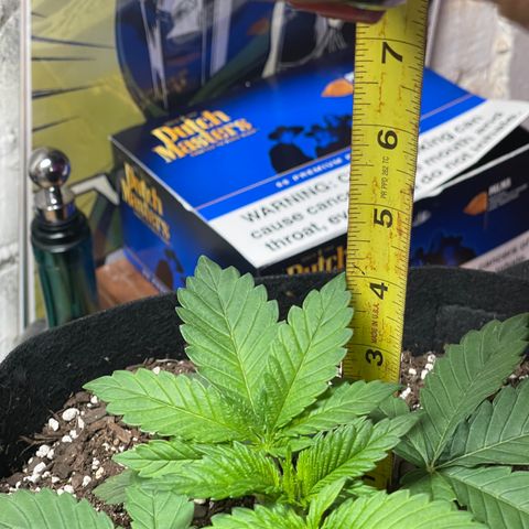 Gelato #33 growlog photo: amazing groth so far