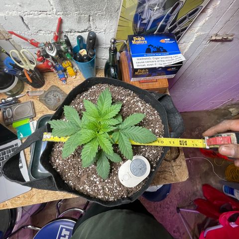 Gelato #33 growlog photo: amazing groth so far