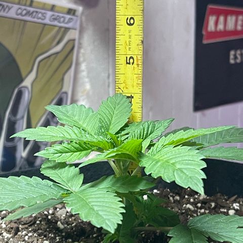 Gelato #33 growlog photo: amazing groth so far