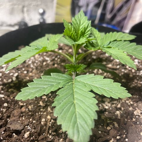 Gelato #33 growlog timeline photo