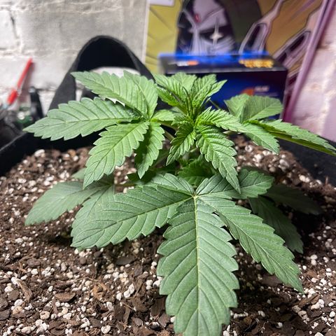 Gelato #33 growlog timeline photo
