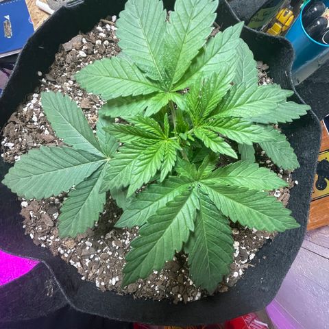 Gelato #33 growlog timeline photo