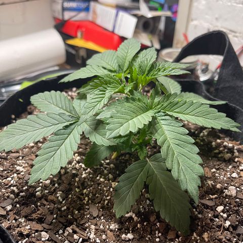 Gelato #33 growlog timeline photo