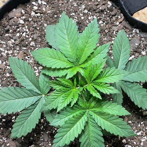 Gelato #33 growlog timeline photo