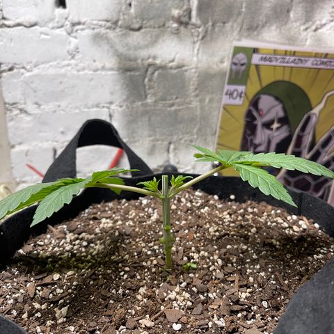 Gelato #33 growlog timeline photo