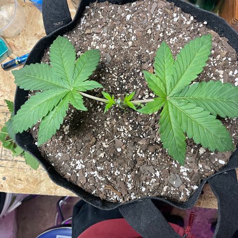 Gelato #33 growlog timeline photo