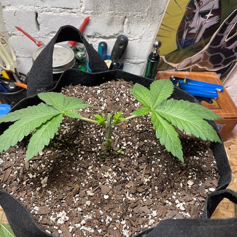 Gelato #33 growlog timeline photo
