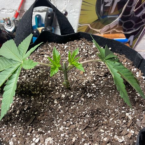 Gelato #33 growlog timeline photo