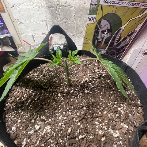 Gelato #33 growlog timeline photo