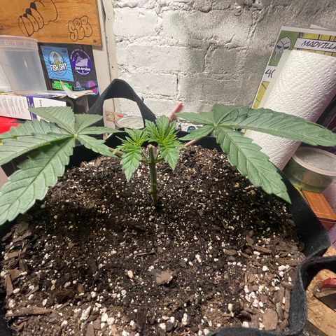 Gelato #33 growlog timeline photo