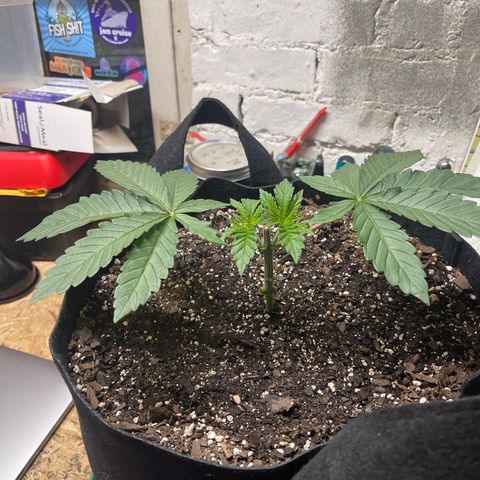 Gelato #33 growlog timeline photo