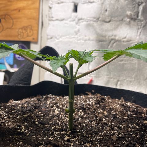 Gelato #33 growlog timeline photo