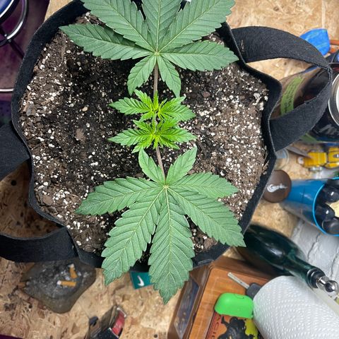 Gelato #33 growlog timeline photo