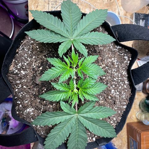 Gelato #33 growlog photo: Exponential  growth