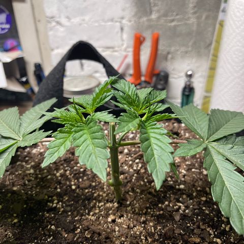 Gelato #33 growlog photo: Exponential  growth