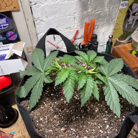 Gelato #33 growlog timeline photo