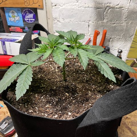 Gelato #33 growlog timeline photo
