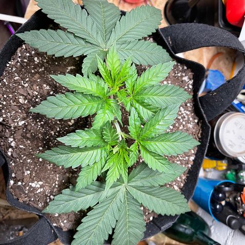 Gelato #33 growlog timeline photo