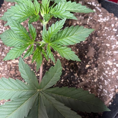 Gelato #33 growlog photo: Exponential  growth