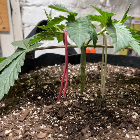 Gelato #33 growlog timeline photo