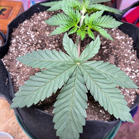 Gelato #33 growlog photo: Exponential  growth