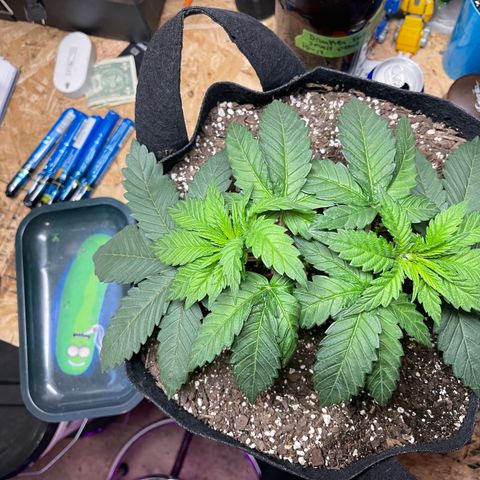 Gelato #33 growlog timeline photo