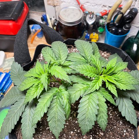 Gelato #33 growlog timeline photo