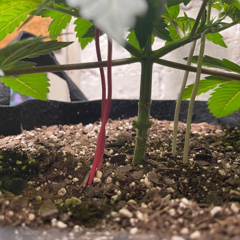 Gelato #33 growlog timeline photo