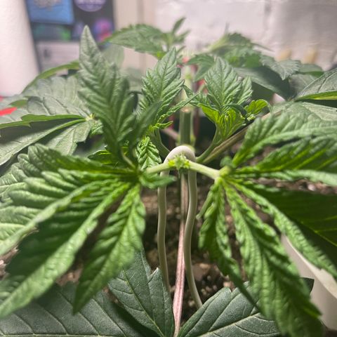 Gelato #33 growlog photo: final mainline cut
