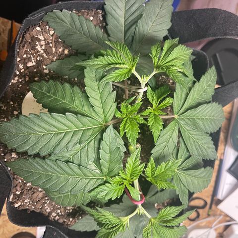 Gelato #33 growlog photo: final mainline cut