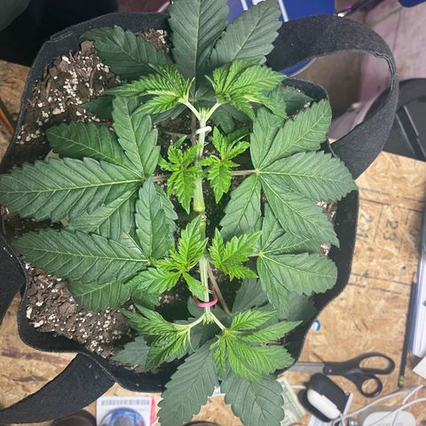 Gelato #33 growlog photo: final mainline cut