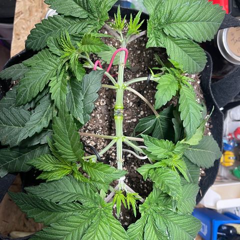 Gelato #33 growlog photo: tied down four bigest colas