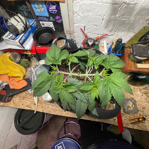 Gelato #33 growlog photo: tied down four bigest colas