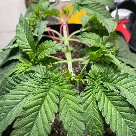 Gelato #33 growlog photo: tied down four bigest colas