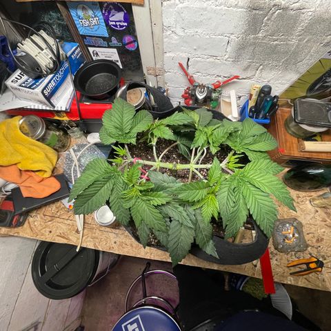 Gelato #33 growlog timeline photo