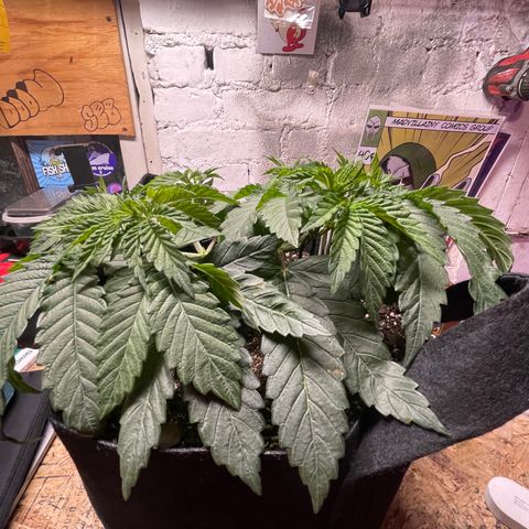 Gelato #33 growlog timeline photo